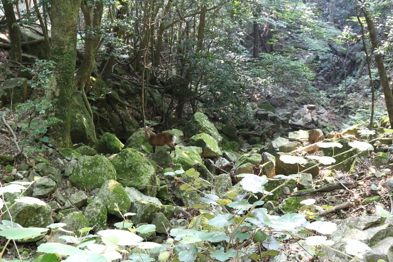 Cottage Yakusugi House Yakushima  Buitenkant foto