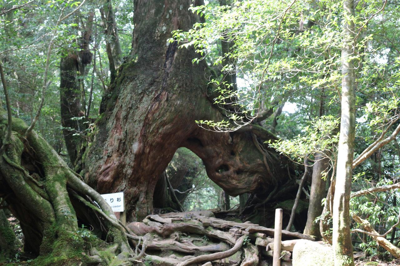 Cottage Yakusugi House Yakushima  Buitenkant foto