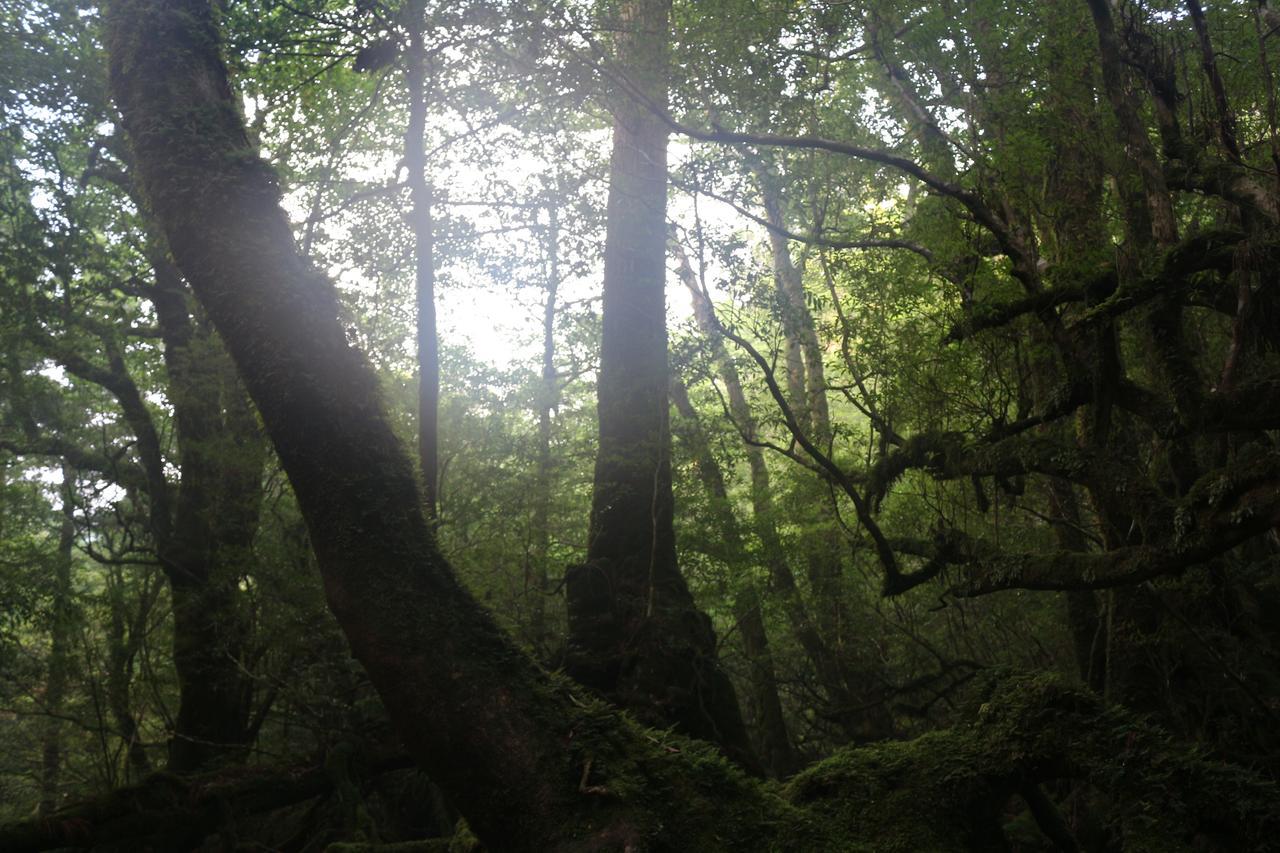 Cottage Yakusugi House Yakushima  Buitenkant foto