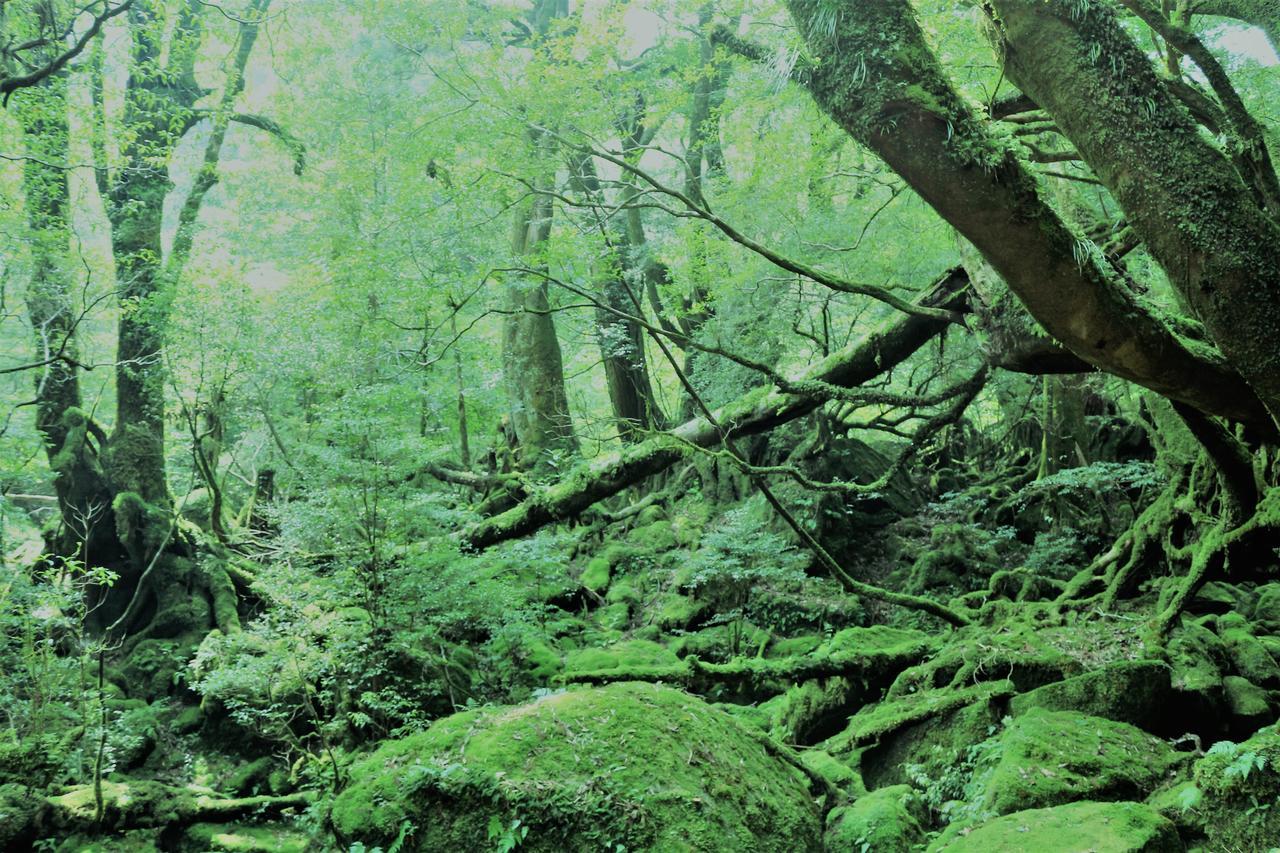 Cottage Yakusugi House Yakushima  Buitenkant foto
