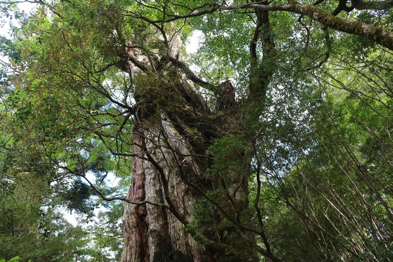 Cottage Yakusugi House Yakushima  Buitenkant foto